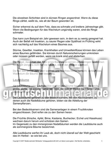 Bäume-Text-zur-Präsentation-3.pdf